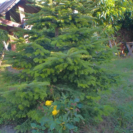 Hipo Guest house